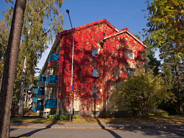 Sandelininkatua